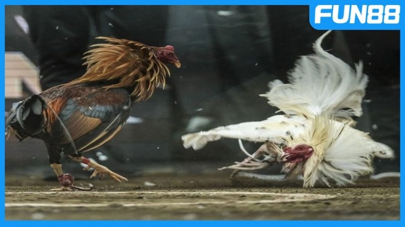 Chiến thuật bắt kèo đá gà cựa dao