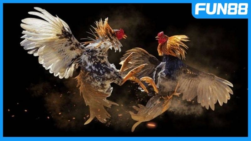 Đá gà cựa dao hội tụ vô vàn điểm độc đáo
