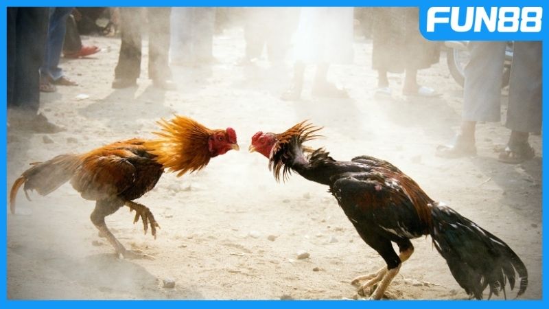 Giới thiệu tổng quát về đá gà Campuchia
