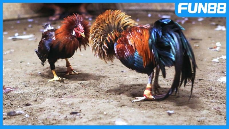 Kiểm soát tiền cược, tối ưu cơ hội trong gà đá