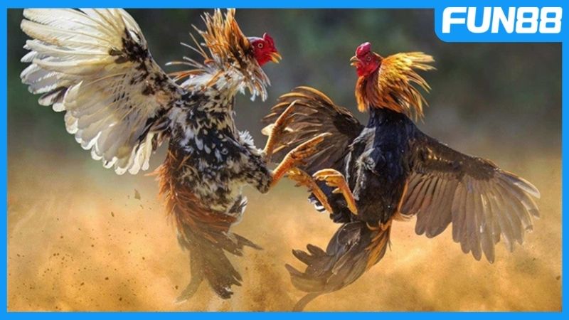 Bí quyết cược đá gà Fun88 tuyệt cú mèo