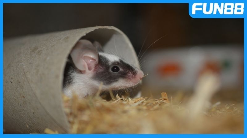 Mộng thấy chuột đẻ con báo hiệu tiền tài sắp đến