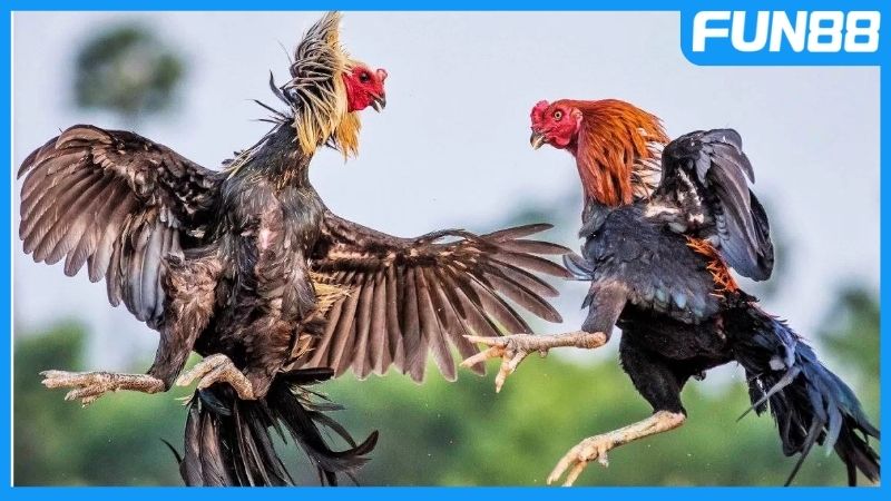 Một số kèo cược xanh chín tại sảnh