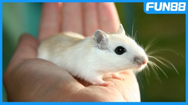 Nằm mơ thấy chuột có ý nghĩa ra sao?