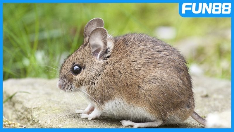 Nên đánh lô nào nhanh về bờ khi mơ thấy chuột?